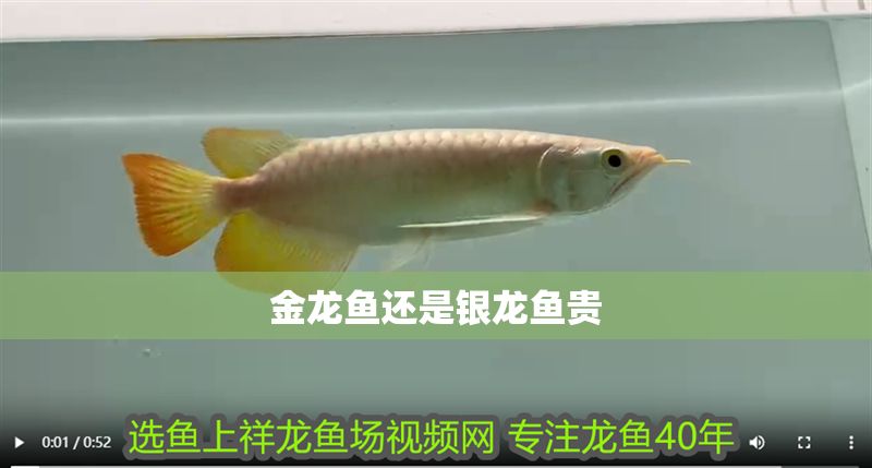 金龍魚還是銀龍魚貴