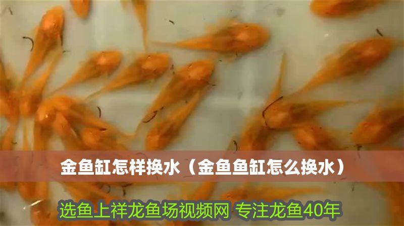 金魚缸怎樣換水（金魚魚缸怎么換水）