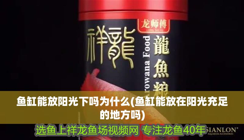 魚缸能放陽光下嗎為什么(魚缸能放在陽光充足的地方嗎)