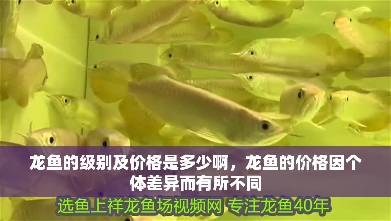 龍魚的級(jí)別及價(jià)格是多少啊，龍魚的價(jià)格因個(gè)體差異而有所不同