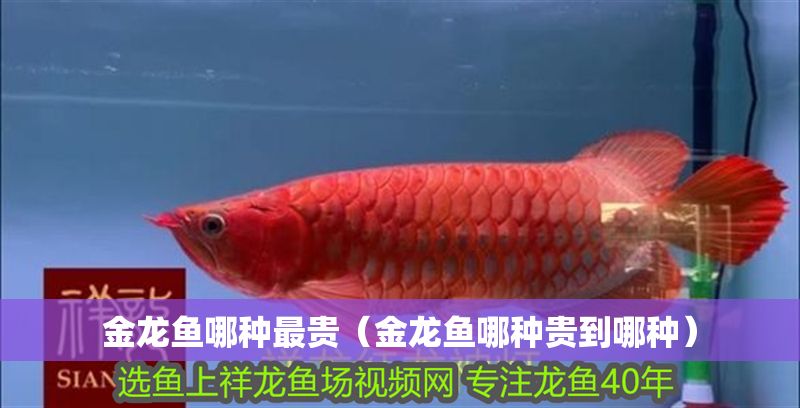金龍魚哪種最貴（金龍魚哪種貴到哪種）