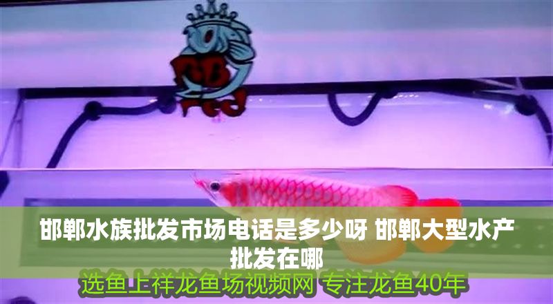 邯鄲水族批發市場電話是多少呀 邯鄲大型水產批發在哪