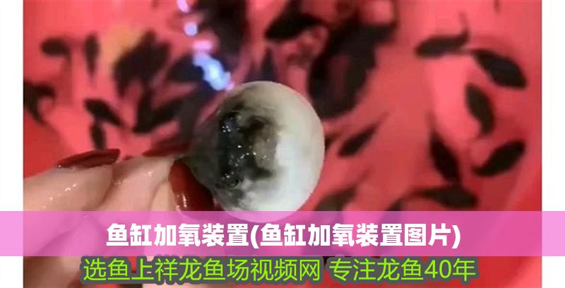 魚缸加氧裝置(魚缸加氧裝置圖片)