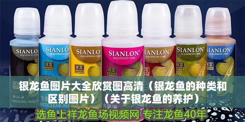 銀龍魚圖片大全欣賞圖高清（銀龍魚的種類和區別圖片）（關于銀龍魚的養護） 銀龍魚圖片大全欣賞圖高清（銀龍魚的種類和區別圖片）（關于銀龍魚的養護） 銀龍魚百科