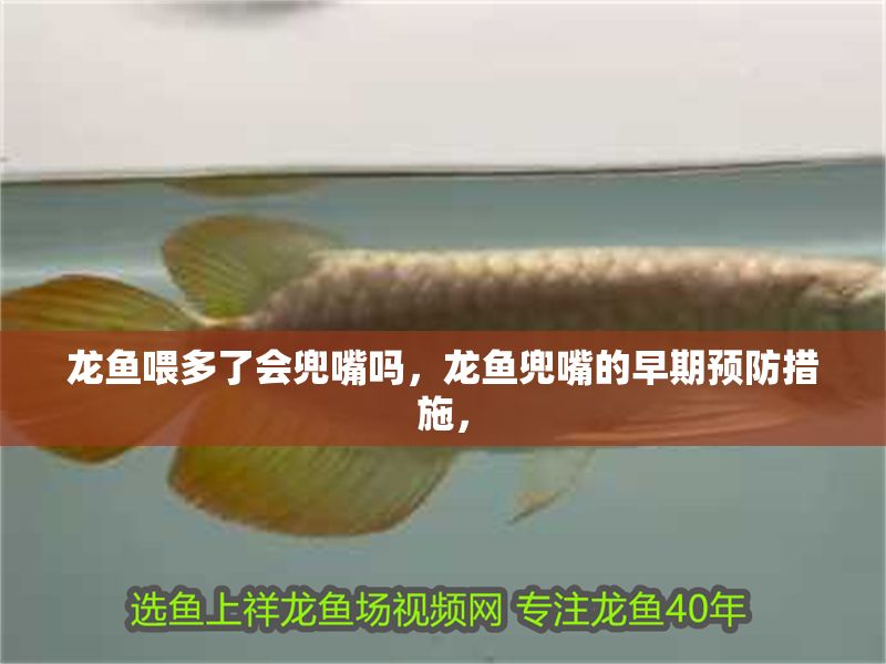 龍魚喂多了會兜嘴嗎，龍魚兜嘴的早期預防措施，