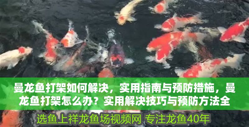 曼龍魚打架如何解決，實用指南與預防措施，曼龍魚打架怎么辦？實用解決技巧與預防方法全攻略