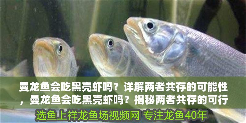 曼龍魚會(huì)吃黑殼蝦嗎？詳解兩者共存的可能性，曼龍魚會(huì)吃黑殼蝦嗎？揭秘兩者共存的可行性