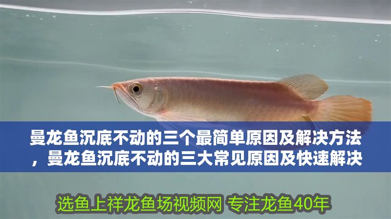 曼龍魚沉底不動的三個最簡單原因及解決方法，曼龍魚沉底不動的三大常見原因及快速解決辦法 曼龍魚沉底不動的三個最簡單原因及解決方法，曼龍魚沉底不動的三大常見原因及快速解決辦法 龍魚百科 第1張