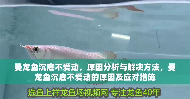 曼龍魚沉底不愛動(dòng)，原因分析與解決方法，曼龍魚沉底不愛動(dòng)的原因及應(yīng)對(duì)措施