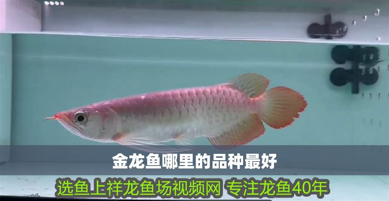 金龍魚哪里的品種最好