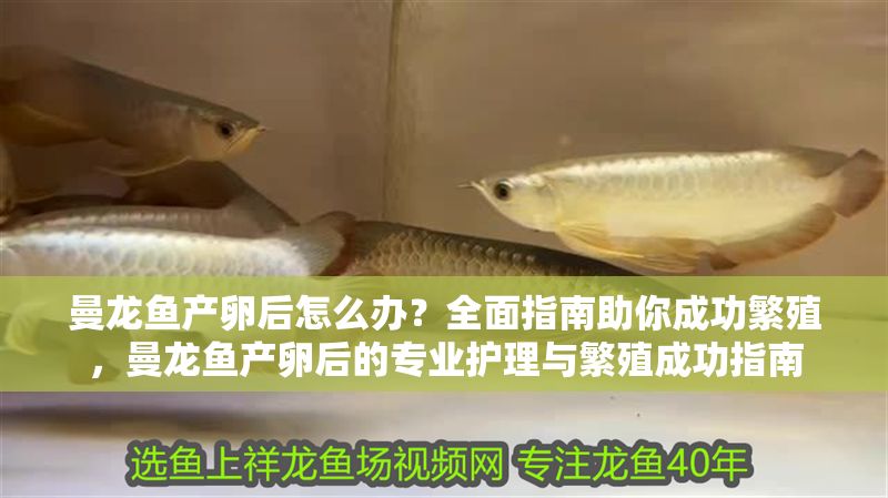 曼龍魚產卵后怎么辦？全面指南助你成功繁殖，曼龍魚產卵后的專業護理與繁殖成功指南