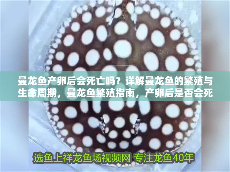 曼龍魚產卵后會死亡嗎？詳解曼龍魚的繁殖與生命周期，曼龍魚繁殖指南，產卵后是否會死亡及生命周期解析