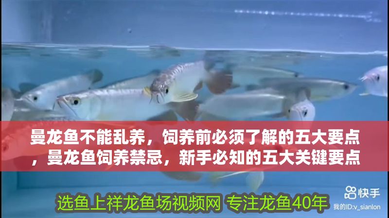 曼龍魚不能亂養(yǎng)，飼養(yǎng)前必須了解的五大要點，曼龍魚飼養(yǎng)禁忌，新手必知的五大關(guān)鍵要點