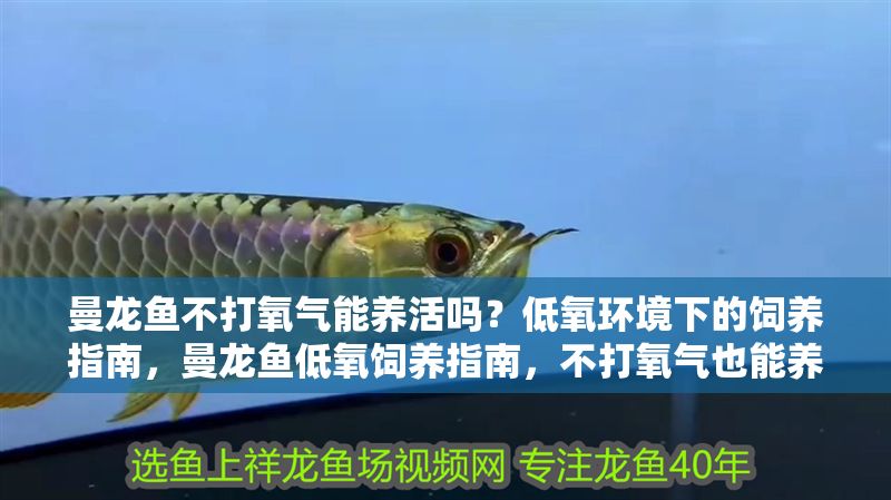 曼龍魚不打氧氣能養(yǎng)活嗎？低氧環(huán)境下的飼養(yǎng)指南，曼龍魚低氧飼養(yǎng)指南，不打氧氣也能養(yǎng)活的技巧