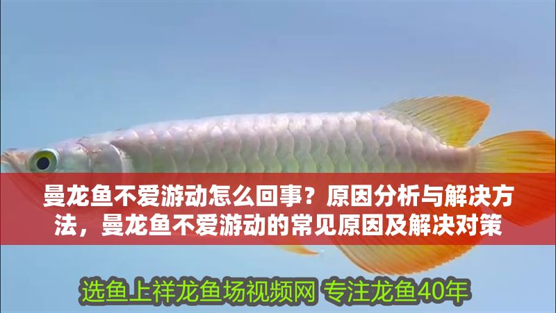 曼龍魚不愛游動怎么回事？原因分析與解決方法，曼龍魚不愛游動的常見原因及解決對策
