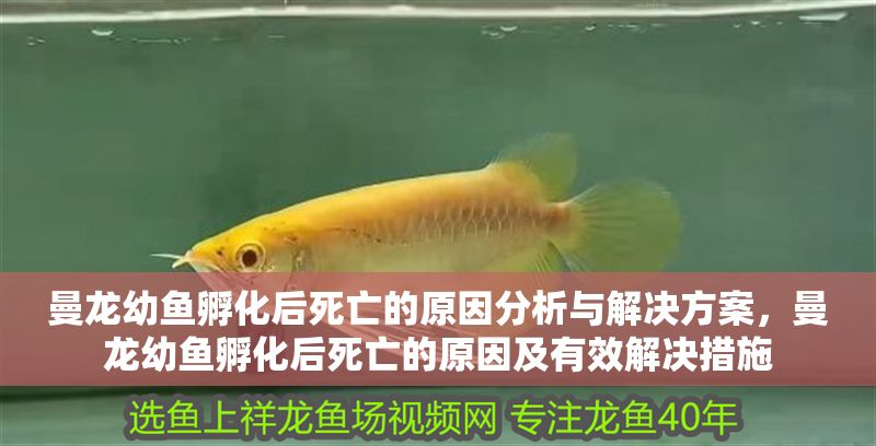 曼龍幼魚孵化后死亡的原因分析與解決方案，曼龍幼魚孵化后死亡的原因及有效解決措施