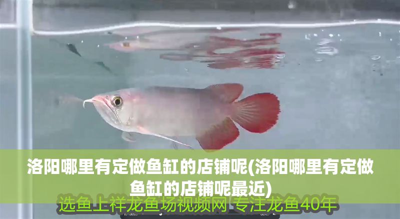 洛陽哪里有定做魚缸的店鋪呢(洛陽哪里有定做魚缸的店鋪呢最近)