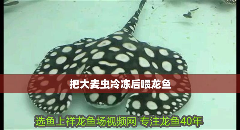 把大麥蟲冷凍后喂龍魚