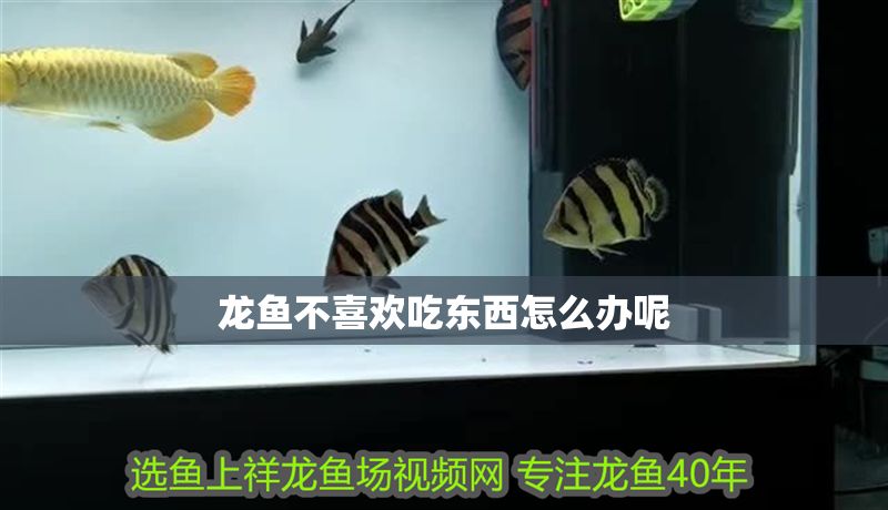 龍魚不喜歡吃東西怎么辦呢