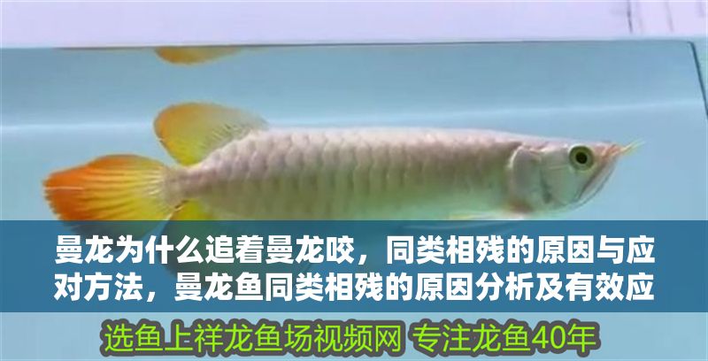 曼龍為什么追著曼龍咬，同類相殘的原因與應對方法，曼龍魚同類相殘的原因分析及有效應對策略