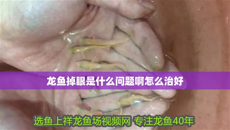 龍魚掉眼是什么問題啊怎么治好