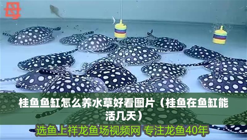 桂魚魚缸怎么養水草好看圖片（桂魚在魚缸能活幾天）