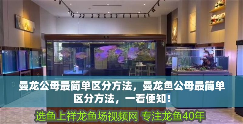 曼龍公母最簡單區分方法，曼龍魚公母最簡單區分方法，一看便知！ 曼龍公母最簡單區分方法，曼龍魚公母最簡單區分方法，一看便知！ 龍魚百科 第1張