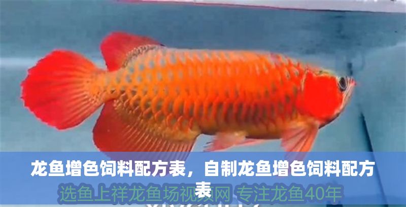 龍魚增色飼料配方表，自制龍魚增色飼料配方表