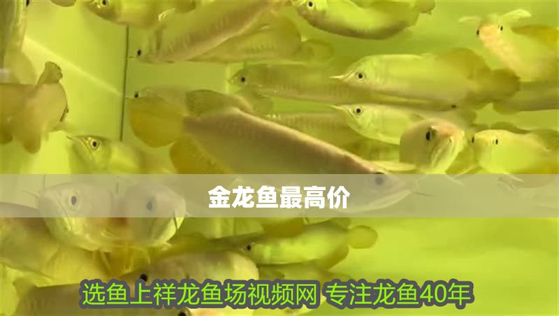 金龍魚最高價