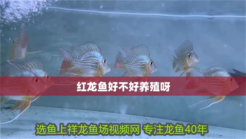 紅龍魚好不好養殖呀 紅龍魚好不好養殖呀 龍魚百科 第1張