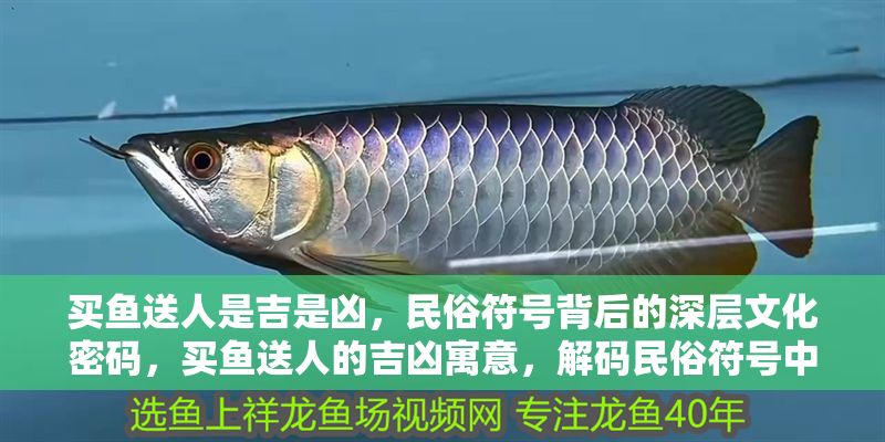 買魚送人是吉是兇，民俗符號背后的深層文化密碼，買魚送人的吉兇寓意，解碼民俗符號中的文化密碼