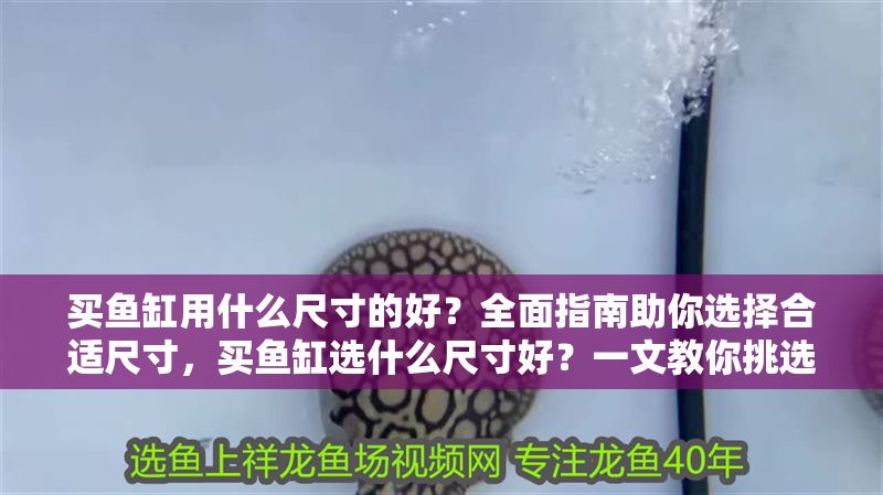 買魚缸用什么尺寸的好？全面指南助你選擇合適尺寸，買魚缸選什么尺寸好？一文教你挑選最適合的魚缸大小 買魚缸用什么尺寸的好？全面指南助你選擇合適尺寸，買魚缸選什么尺寸好？一文教你挑選最適合的魚缸大小 龍魚百科 第1張