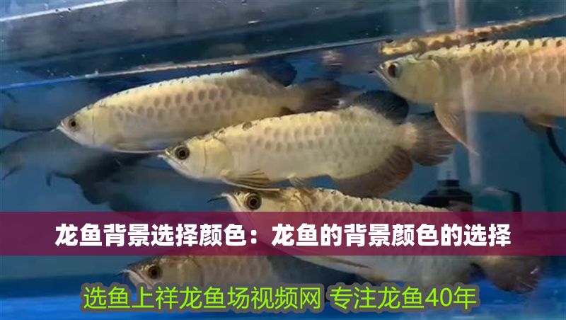 龍魚背景選擇顏色：龍魚的背景顏色的選擇