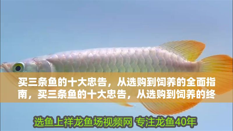 買三條魚的十大忠告，從選購到飼養的全面指南，買三條魚的十大忠告，從選購到飼養的終極指南