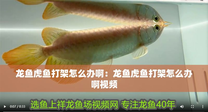 龍魚虎魚打架怎么辦啊：龍魚虎魚打架怎么辦啊視頻 龍魚虎魚打架怎么辦啊：龍魚虎魚打架怎么辦啊視頻 水族問答
