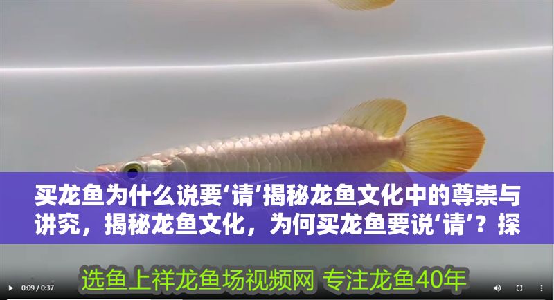買龍魚為什么說要‘請’揭秘龍魚文化中的尊崇與講究，揭秘龍魚文化，為何買龍魚要說‘請’？探尋尊崇與講究的背后 買龍魚為什么說要‘請’揭秘龍魚文化中的尊崇與講究，揭秘龍魚文化，為何買龍魚要說‘請’？探尋尊崇與講究的背后 龍魚百科 第1張