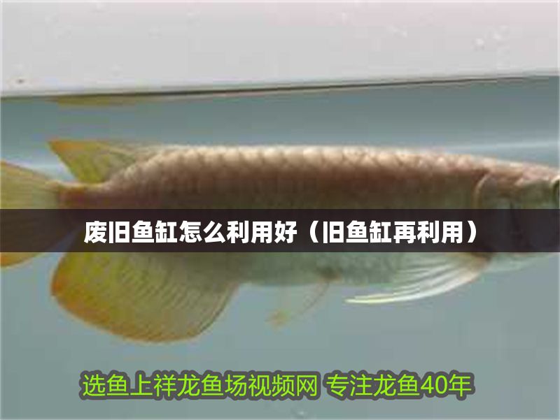 廢舊魚缸怎么利用好（舊魚缸再利用）