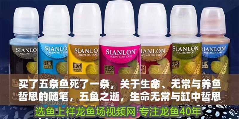 買了五條魚死了一條，關于生命、無常與養魚哲思的隨筆，五魚之逝，生命無常與缸中哲思