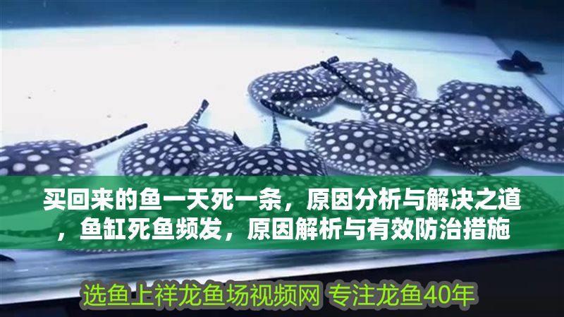 買回來的魚一天死一條，原因分析與解決之道，魚缸死魚頻發，原因解析與有效防治措施
