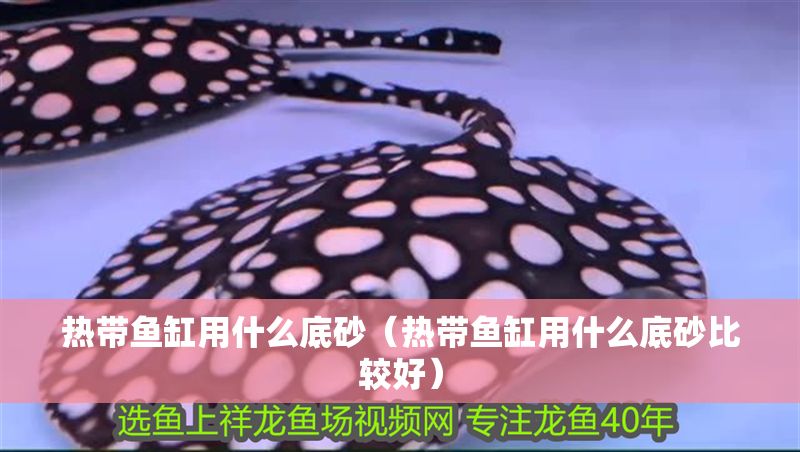 熱帶魚缸用什么底砂（熱帶魚缸用什么底砂比較好） 熱帶魚缸用什么底砂（熱帶魚缸用什么底砂比較好） 龍魚百科 第1張