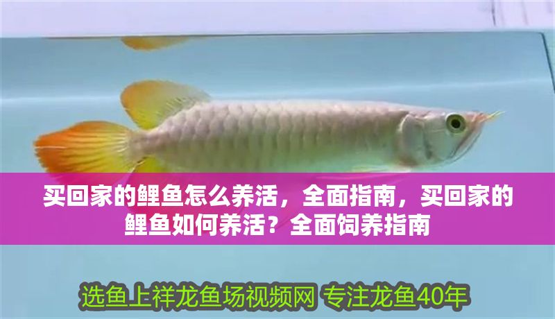 買回家的鯉魚怎么養(yǎng)活，全面指南，買回家的鯉魚如何養(yǎng)活？全面飼養(yǎng)指南