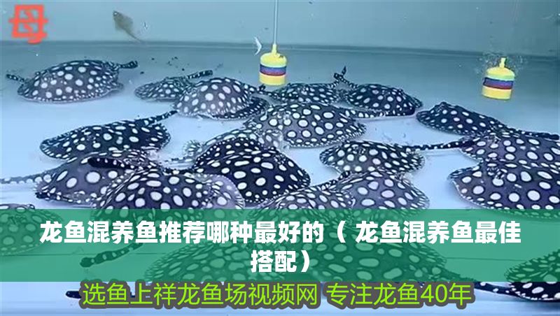 龍魚混養(yǎng)魚推薦哪種最好的（ 龍魚混養(yǎng)魚最佳搭配）