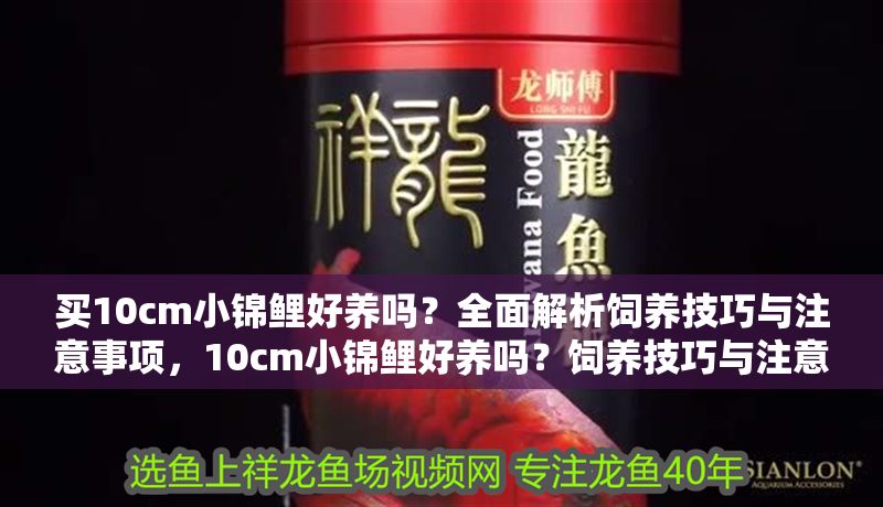 買10cm小錦鯉好養嗎？全面解析飼養技巧與注意事項，10cm小錦鯉好養嗎？飼養技巧與注意事項全解析