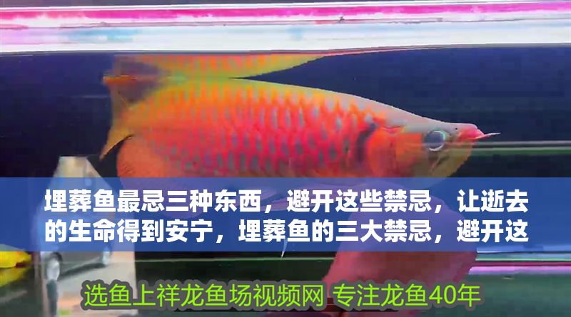 埋葬魚最忌三種東西，避開這些禁忌，讓逝去的生命得到安寧，埋葬魚的三大禁忌，避開這些讓逝者安息