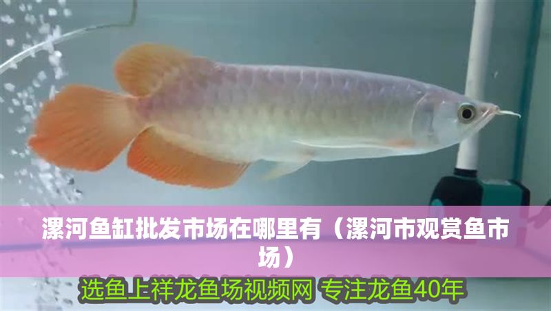 漯河魚缸批發(fā)市場在哪里有（漯河市觀賞魚市場）