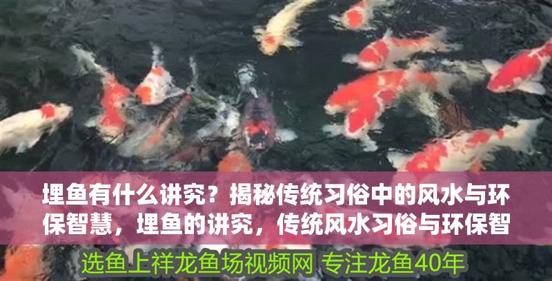 埋魚有什么講究？揭秘傳統(tǒng)習俗中的風水與環(huán)保智慧，埋魚的講究，傳統(tǒng)風水習俗與環(huán)保智慧的深度解析
