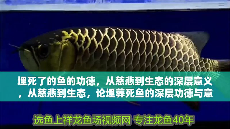埋死了的魚(yú)的功德，從慈悲到生態(tài)的深層意義，從慈悲到生態(tài)，論埋葬死魚(yú)的深層功德與意義