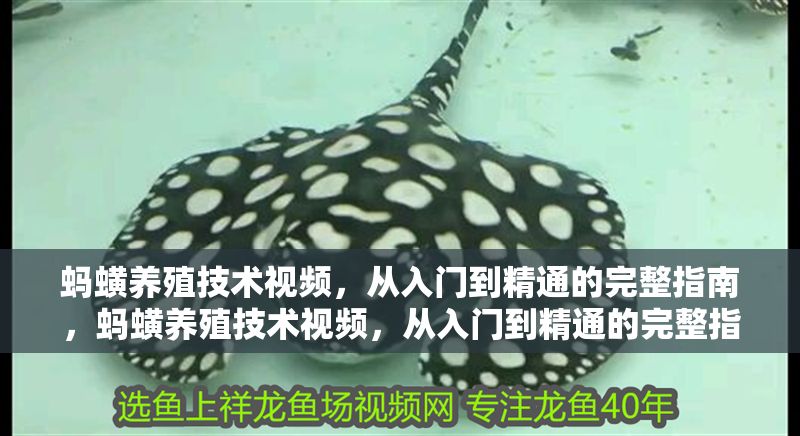 螞蟥養殖技術視頻，從入門到精通的完整指南，螞蟥養殖技術視頻，從入門到精通的完整指南
