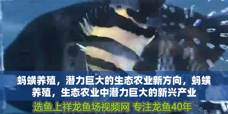 螞蟥養(yǎng)殖，潛力巨大的生態(tài)農(nóng)業(yè)新方向，螞蟥養(yǎng)殖，生態(tài)農(nóng)業(yè)中潛力巨大的新興產(chǎn)業(yè) 螞蟥養(yǎng)殖，潛力巨大的生態(tài)農(nóng)業(yè)新方向，螞蟥養(yǎng)殖，生態(tài)農(nóng)業(yè)中潛力巨大的新興產(chǎn)業(yè) 龍魚百科 第1張