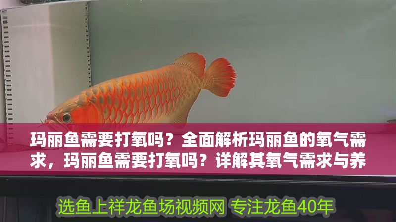 瑪麗魚需要打氧嗎？全面解析瑪麗魚的氧氣需求，瑪麗魚需要打氧嗎？詳解其氧氣需求與養殖要點